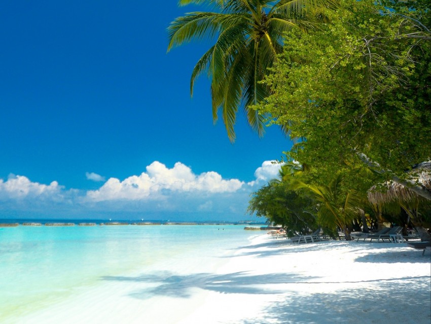 palm trees, beach, ocean, tropics, coast, paradise