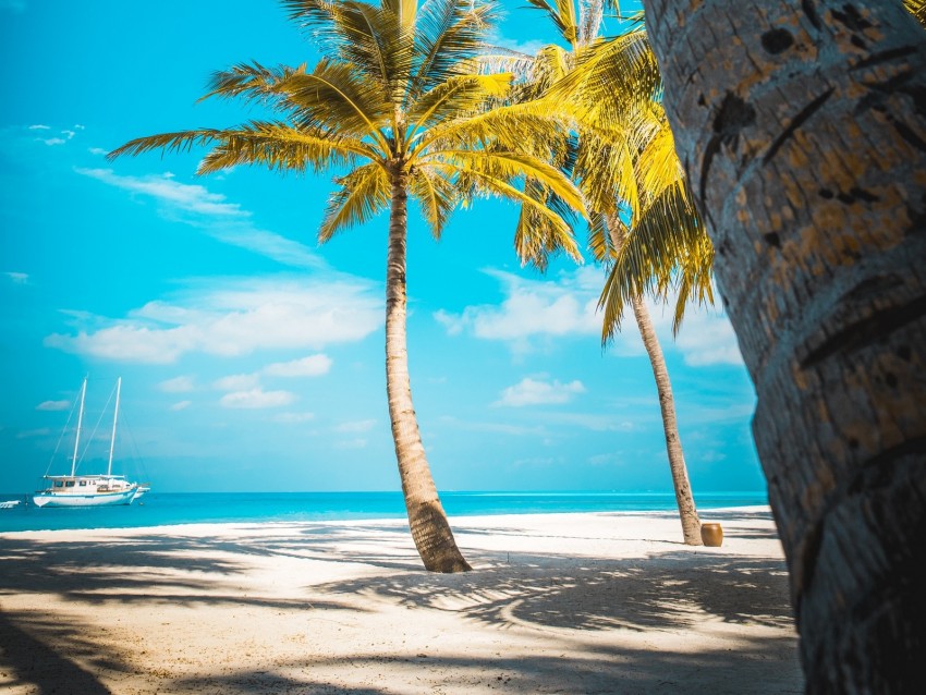 palm trees, beach, sand, tropics, paradise