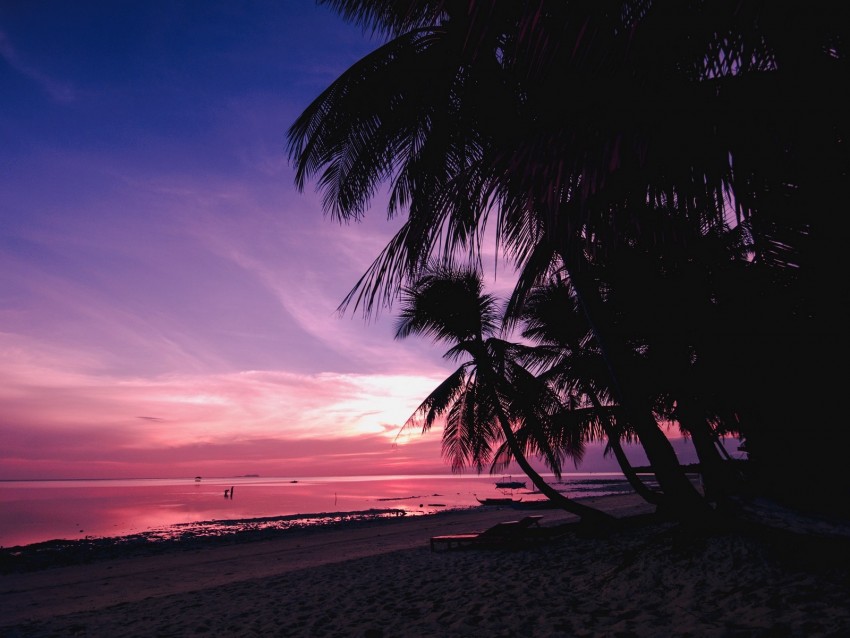 Palm Trees Beach Sunset Tropics Branches Shore Png - Free PNG Images