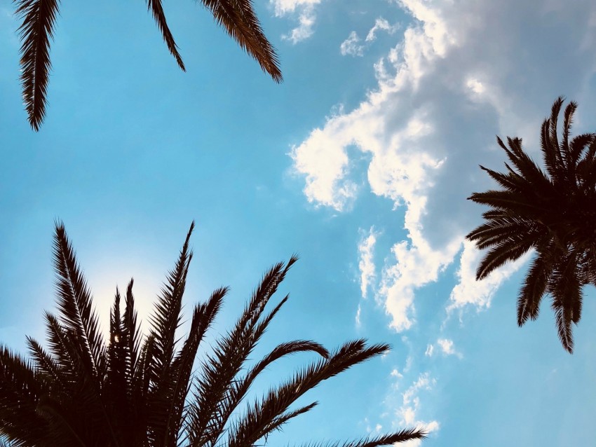 palm trees, bottom view, branches, sky, tropics, leaves