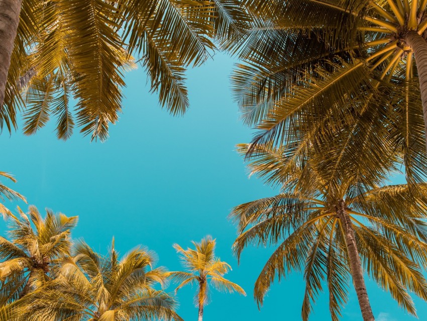 Palm Trees Bottom View Sky Tropics Trunks Branches Png - Free PNG Images