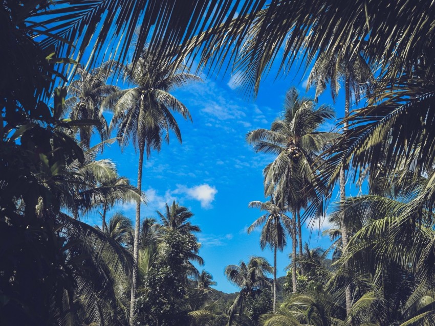 palm trees, branches, leaves, sky, clouds, tropics