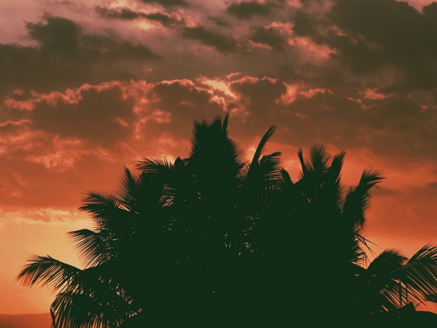 Palm Trees, Clouds, Sunset, Dark, Outlines, Branches, Tropics Png - Free PNG Images