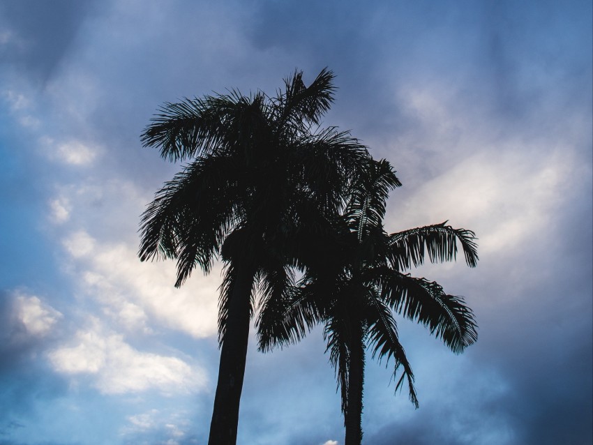 palm trees, dark, silhouettes, sky, clouds