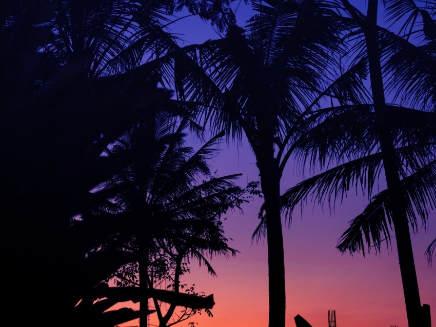 palm trees, dark, silhouettes, twilight, sunset