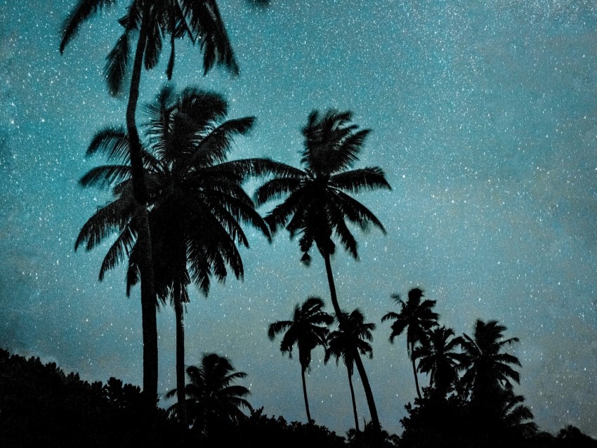 palm trees, night, starry sky, dark, milky way