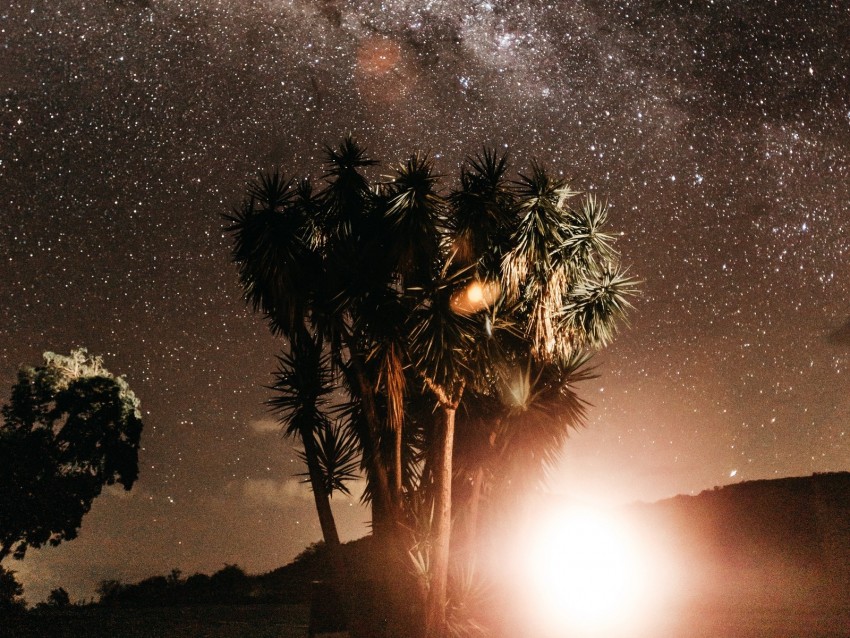 palm trees, night, starry sky, flash, bright, glare