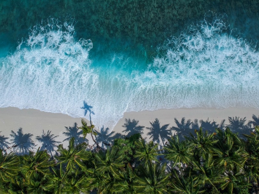 palm trees, ocean, aerial view, surf, wave, foam