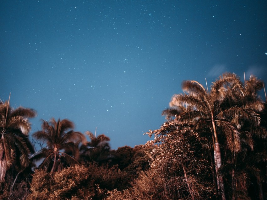 palm trees, sky, stars, evening