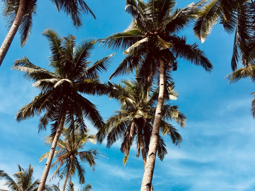 palm trees, sky, tropics, trees