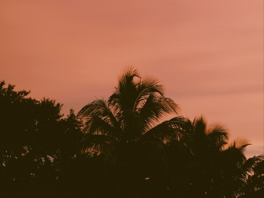 palm trees, sky, twilight, sunset, dark