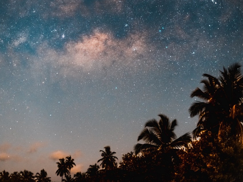 palm trees, starry sky, night, dark, trees