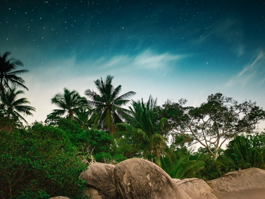 palm trees, starry sky, stones, tropics