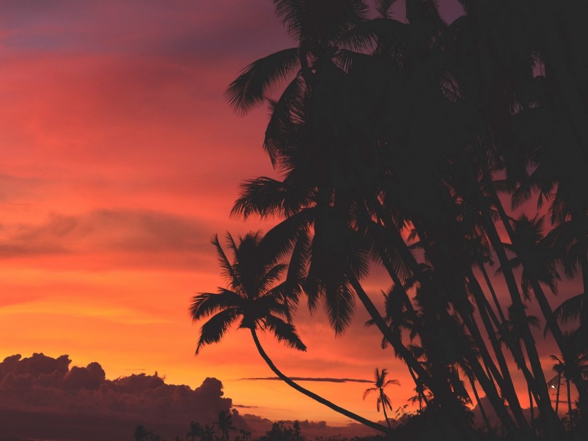 Palm Trees, Sunset, Clouds, Tropics, Sky Png - Free PNG Images