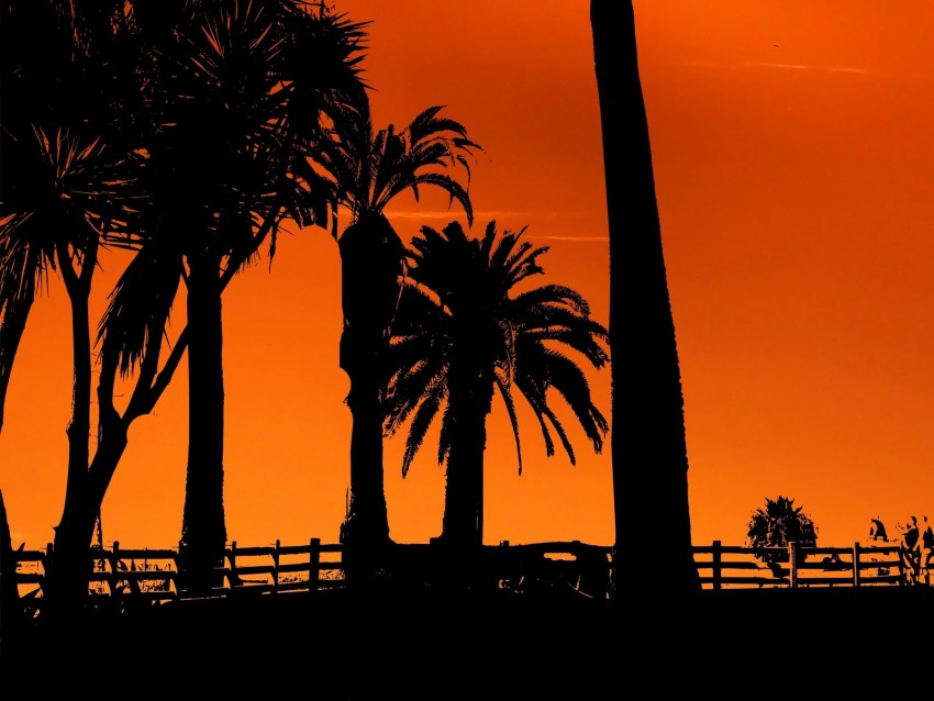 palm trees, sunset, night, silhouettes, sun