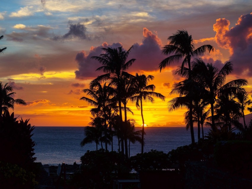 palm trees, sunset, ocean, clouds, night, tropics