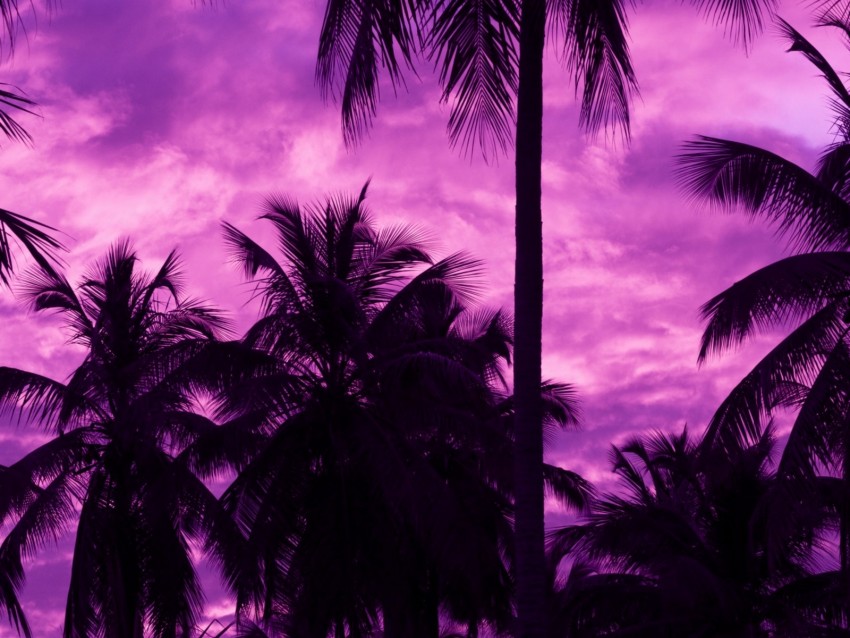palm trees, sunset, tropics, purple, sky