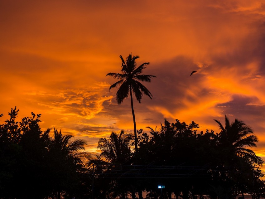 palm trees, sunset, tropics, sky, clouds