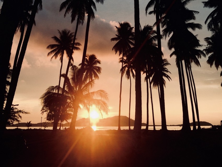 palm trees, sunset, tropics, sunlight, trees
