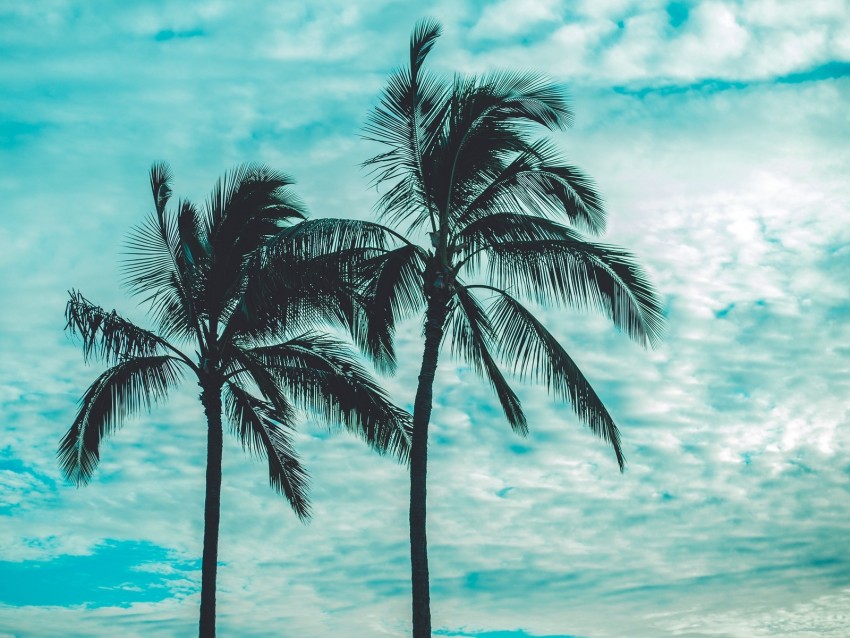 Palm Trees Tops Sky Clouds Trees Tropics Png - Free PNG Images