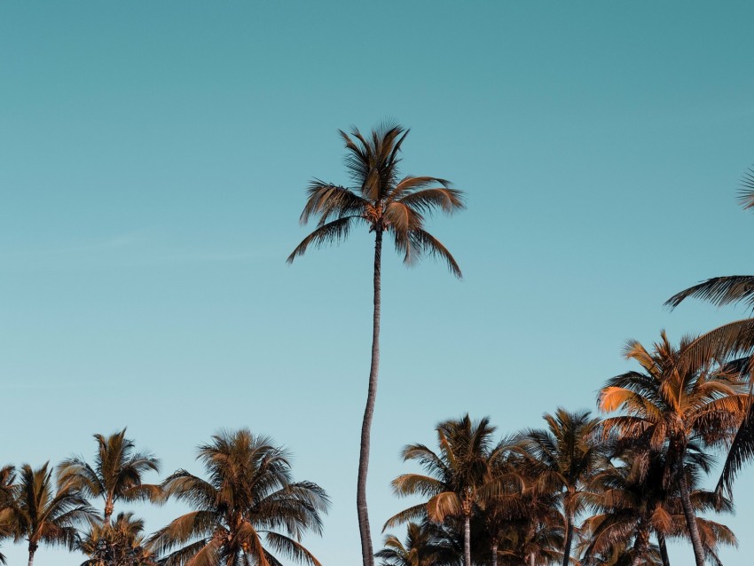 palm trees, trees, crowns, sky, tropical