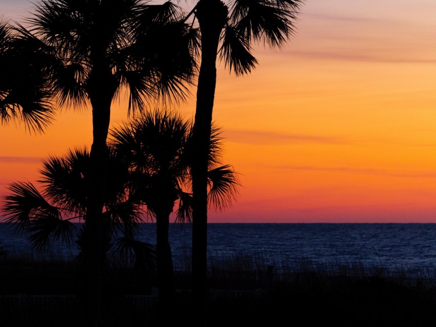 palm trees, trees, sunset, branches, sky, horizon, dark