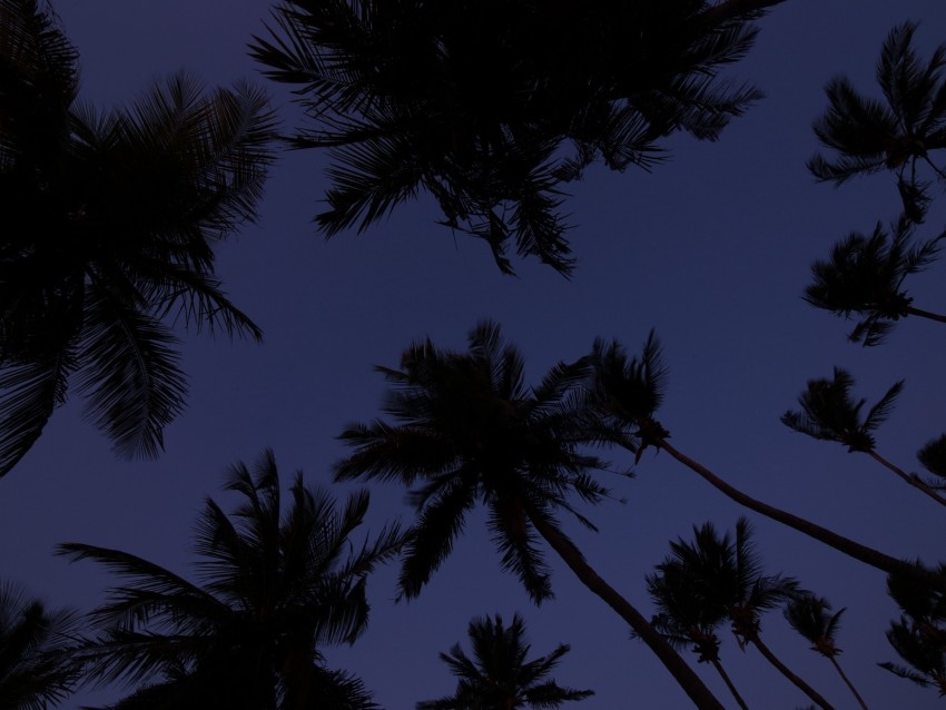 Palm Trees Treetops Dark Sky Twilight 4k Wallpaper