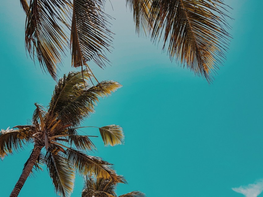 palm trees, treetops, sky, tropics, summer