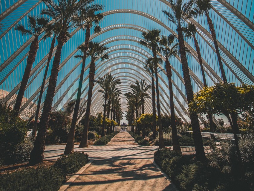 palm trees, tropics, sunlight, architecture, construction