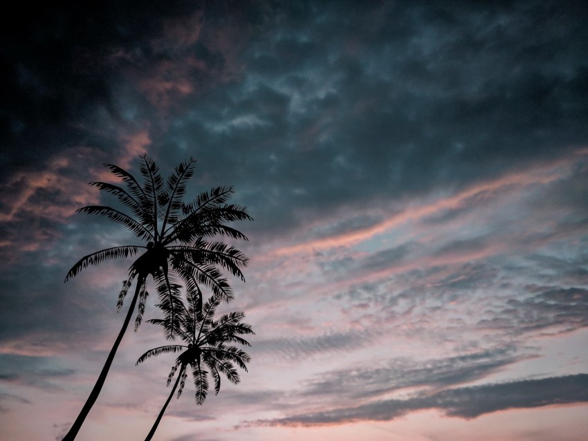 palm trees, twilight, dark, sky, clouds