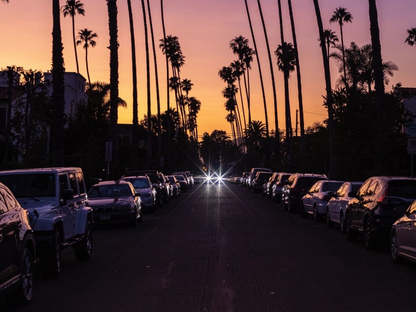 palm trees, twilight, street, road, cars