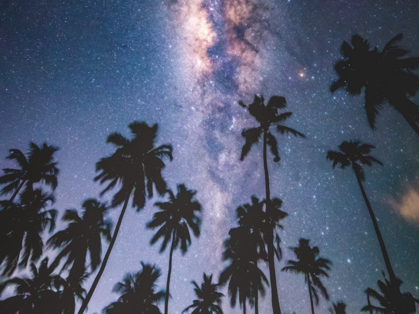 palms, starry sky, milky way, stars, night, maldives