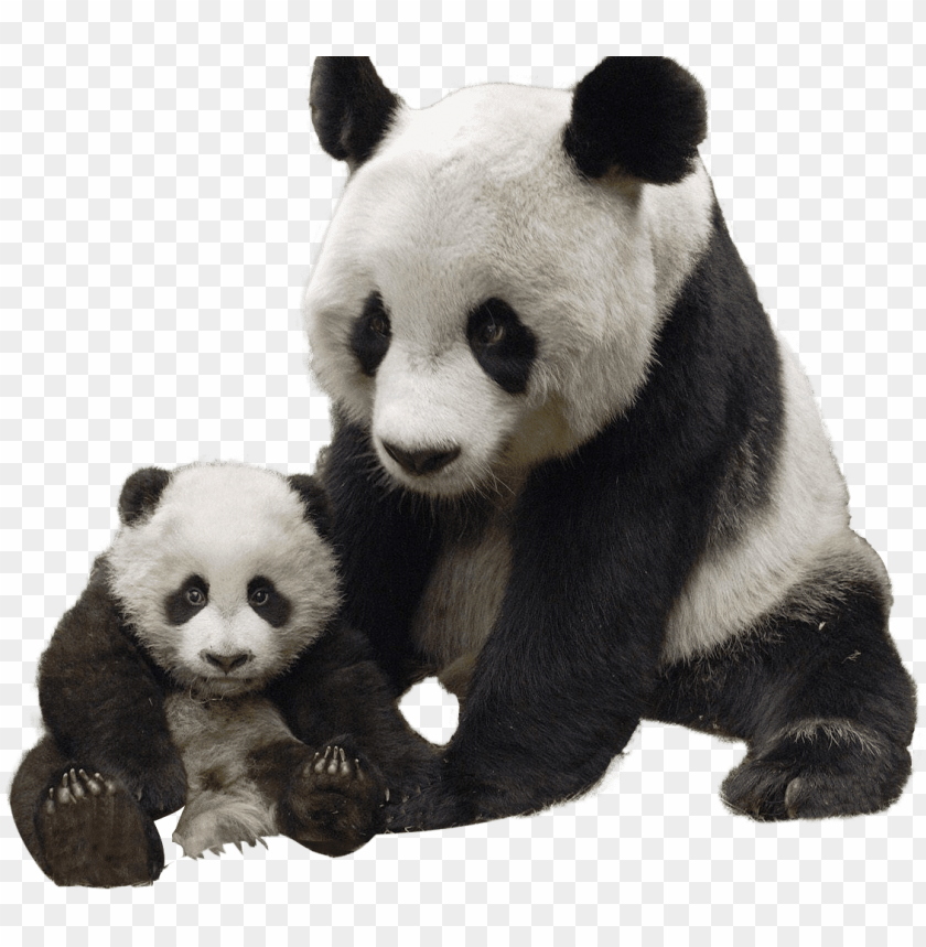 animals, pandas, panda and baby, 