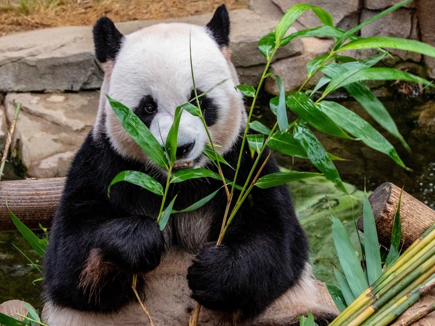panda, bamboo, food, bear