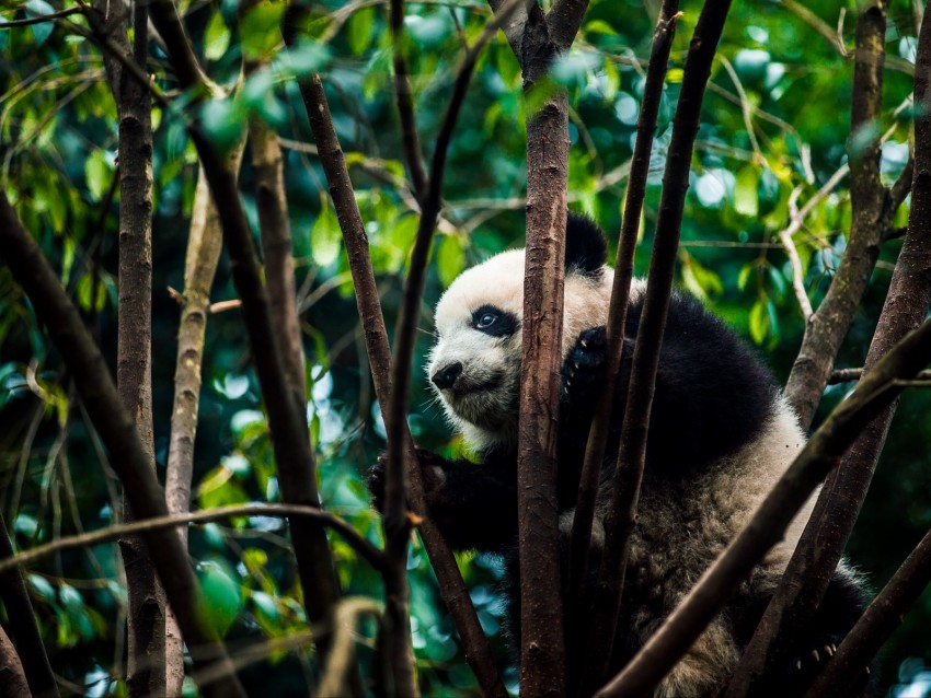 panda, bear, bamboo, branches
