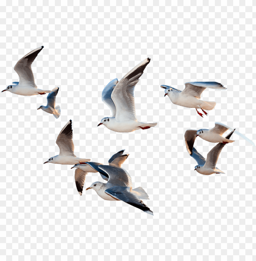 birds flying, superman flying, flying cat, flying dragon, angry birds, flock of birds