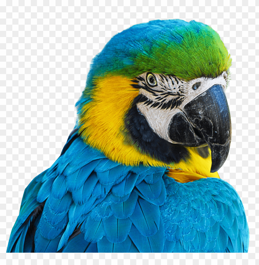 bird, parrot