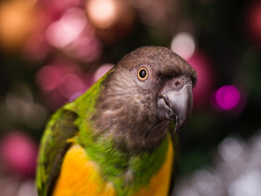 parrot, bird, beak, feathers, blur