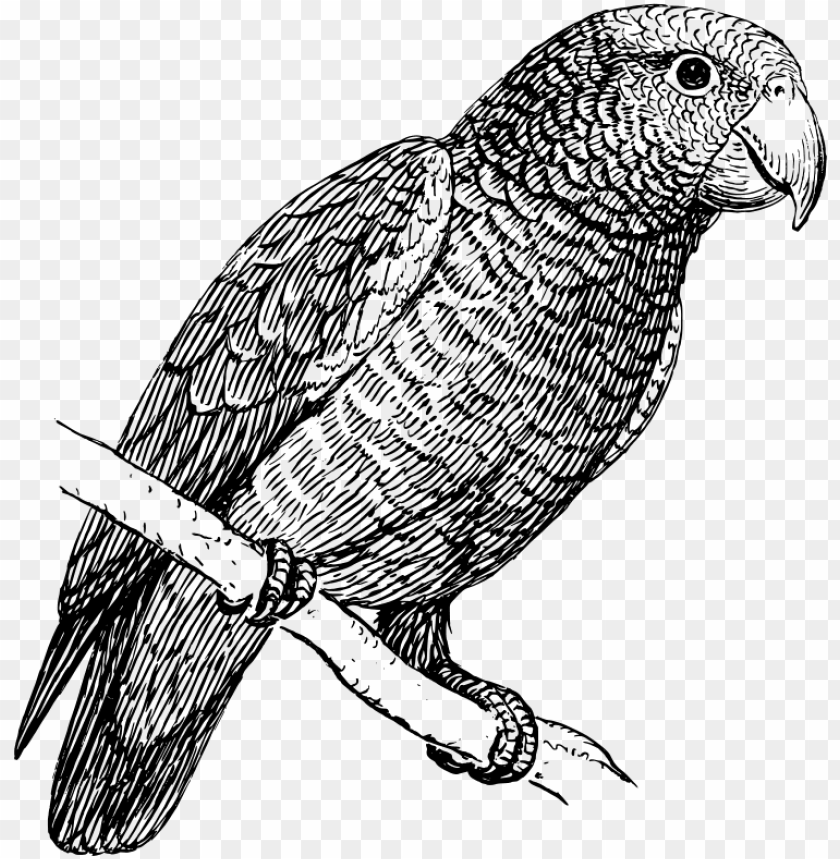 parrot, pirate parrot, download button, download on the app store, phoenix bird, twitter bird logo