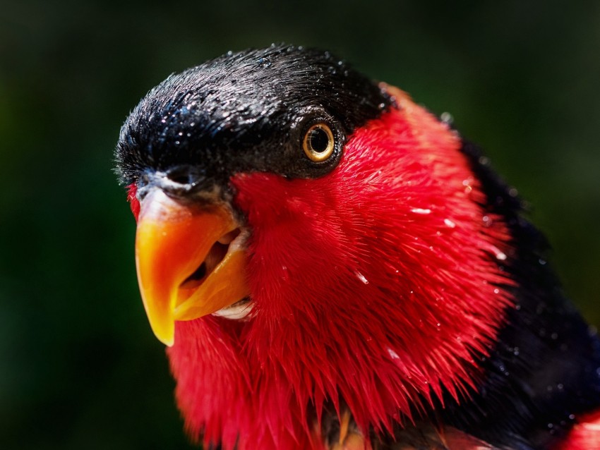 parrot, bird, color, red