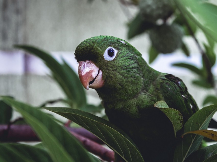 parrot, bird, green, leaves, beak