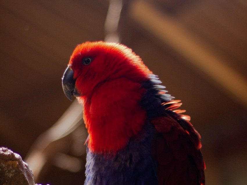 parrot, bird, red, blur, plumage