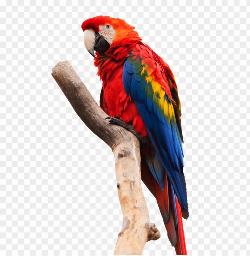 birds, animal, parrot, macaw