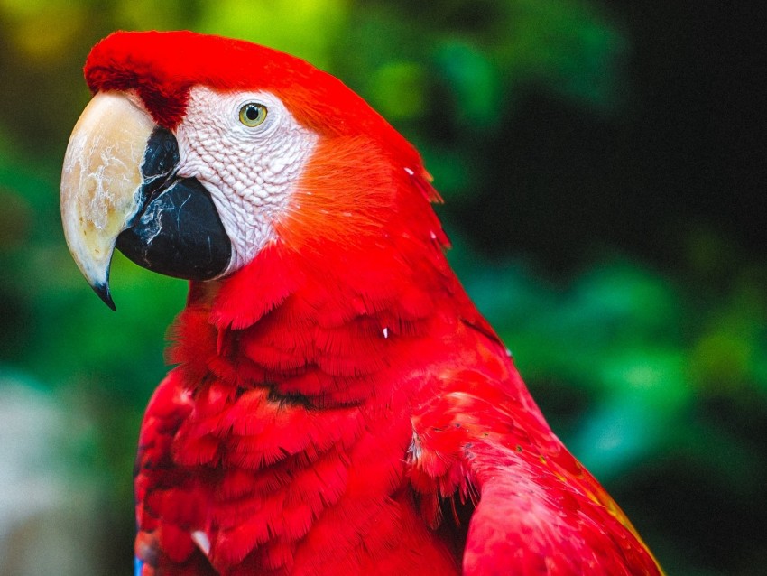 parrot, macaw, bird, beak, red, color