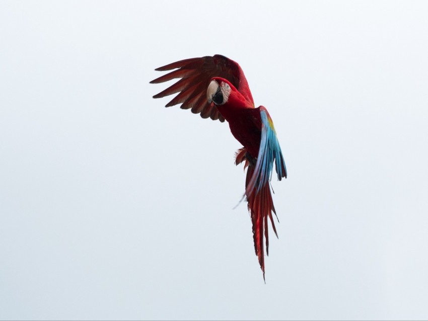 parrot, macaw, bird, flight, sky