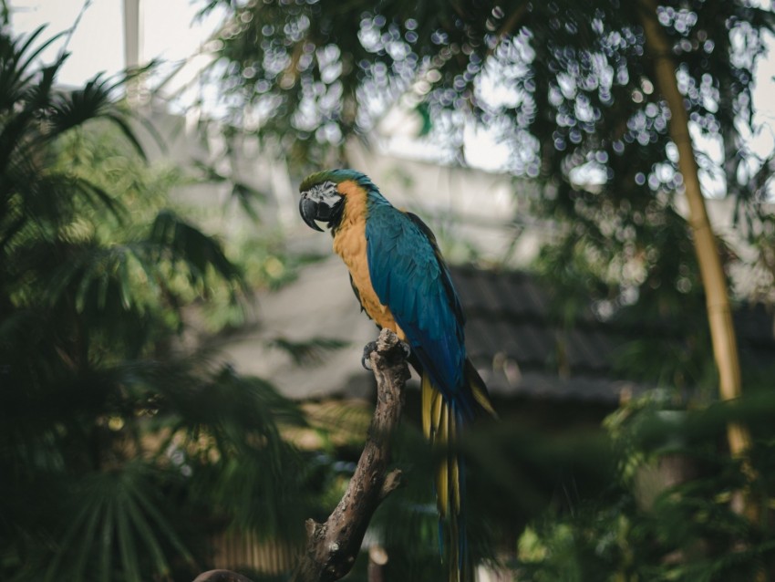 parrot, macaw, jungle, palm, bird, color, tropics