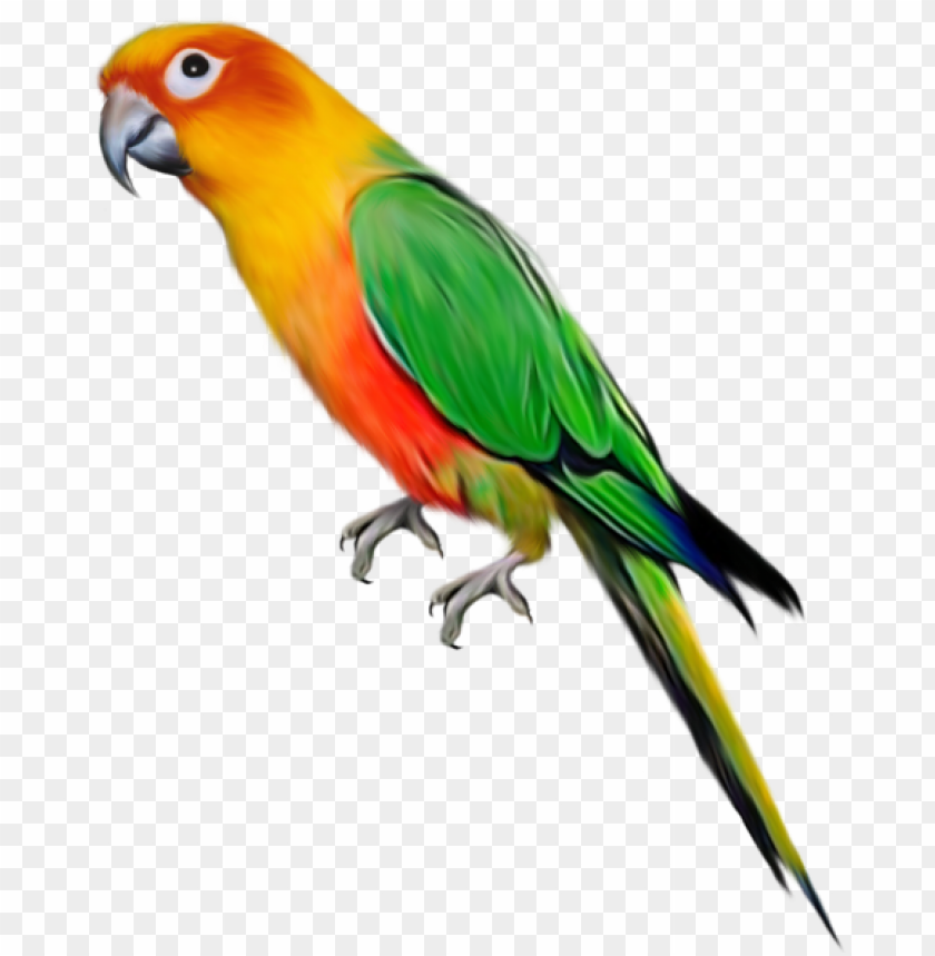 parrot, pirate parrot, phoenix bird, twitter bird logo, big bird, bird wings