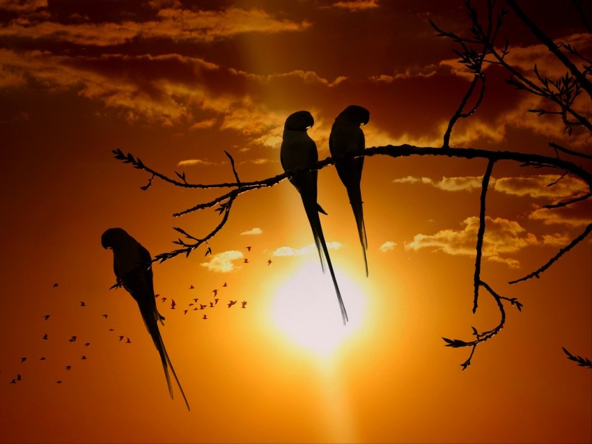 parrots, branch, sun, birds, twilight, sunset