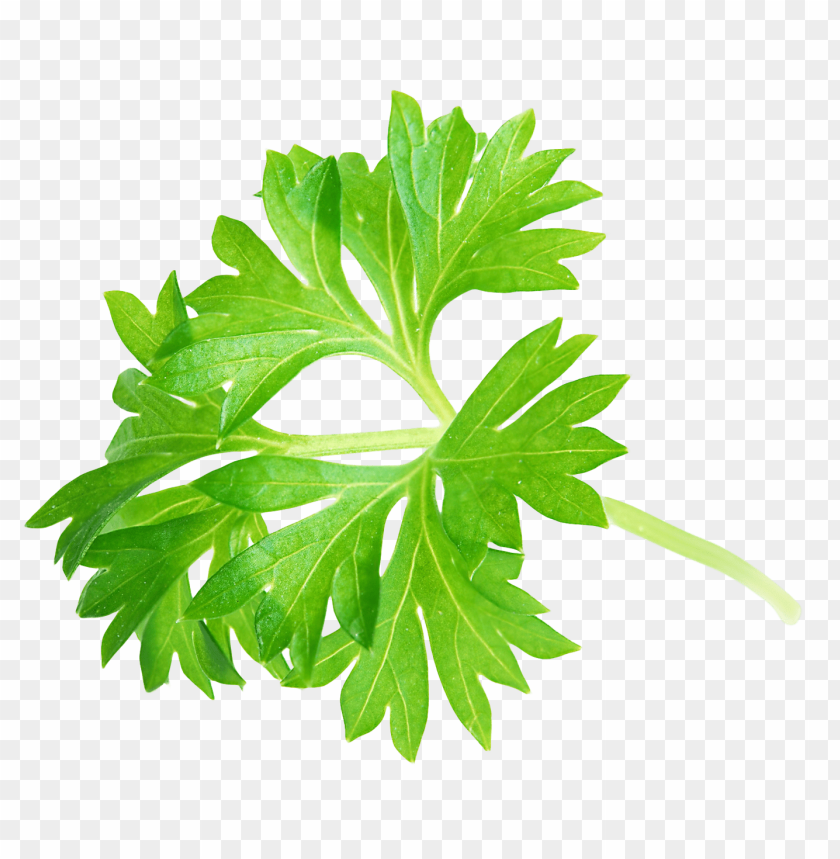 
food
, 
leaf
, 
parsley
