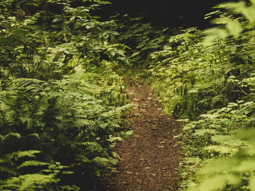 path, fern, forest, bushes, greenery